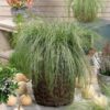 1000202458.jpg CAREX COMANS Leatherleaf Sedge - Amazon Mist 3L