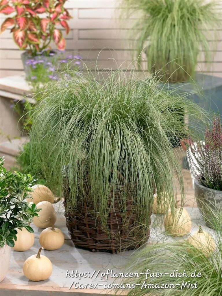 1000202458.jpg CAREX COMANS Leatherleaf Sedge - Amazon Mist 3L