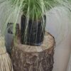 1000202460.jpg CAREX COMANS Leatherleaf Sedge - Amazon Mist 3L