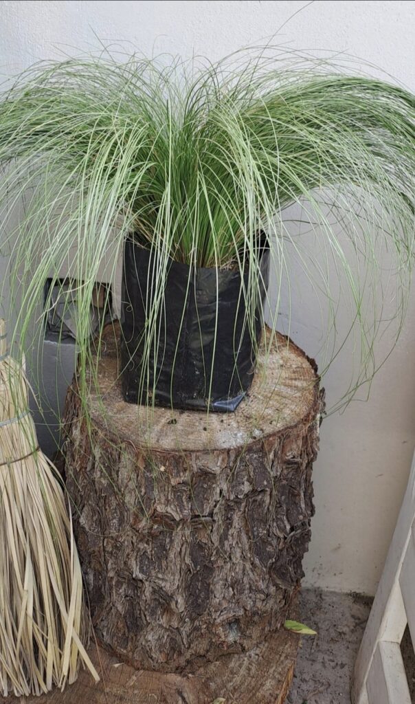 1000202460.jpg CAREX COMANS Leatherleaf Sedge - Amazon Mist 3L