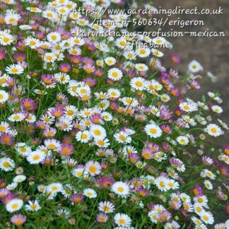 ERIGERON KARVINSKIANUS Spanish Daisy - Profusion 2,5L