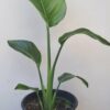 1000202510.jpg STRELITZIA NICOLAI Wild Banana 4,5L