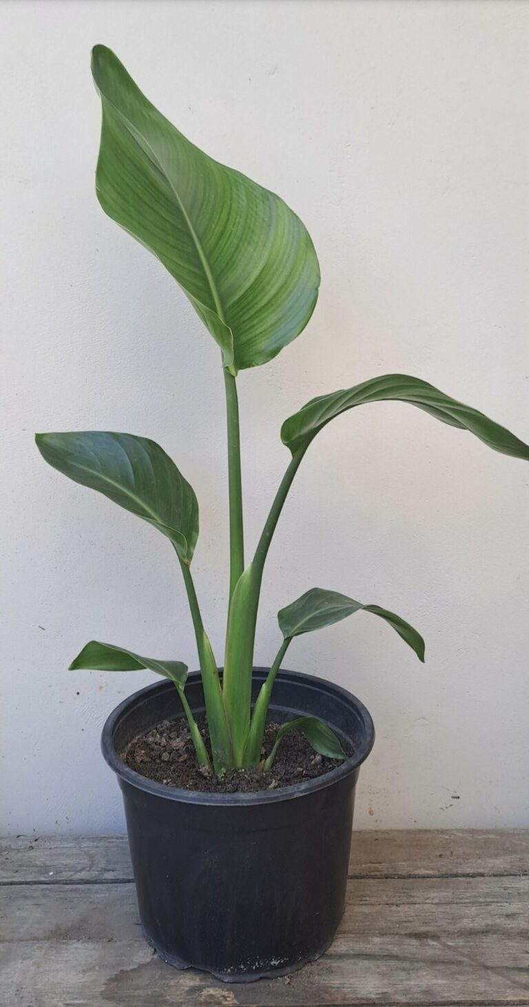 1000202510.jpg STRELITZIA NICOLAI Wild Banana 4,5L