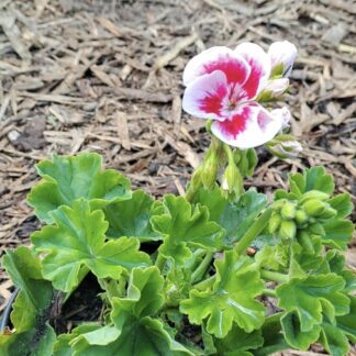 PELARGONIUM GRANDIFLORUM Regal Pelargonium - Kariba Pink Eye 15cm