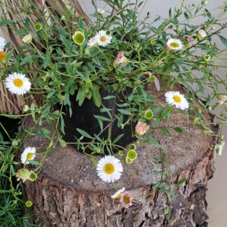 Erigeron Profusion