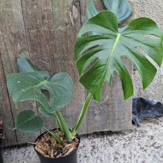 MONSTERA DELICIOSA Swiss Cheese Plant 17cm