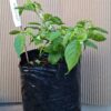 1000220243.jpg UFO Purple Chillie Plant