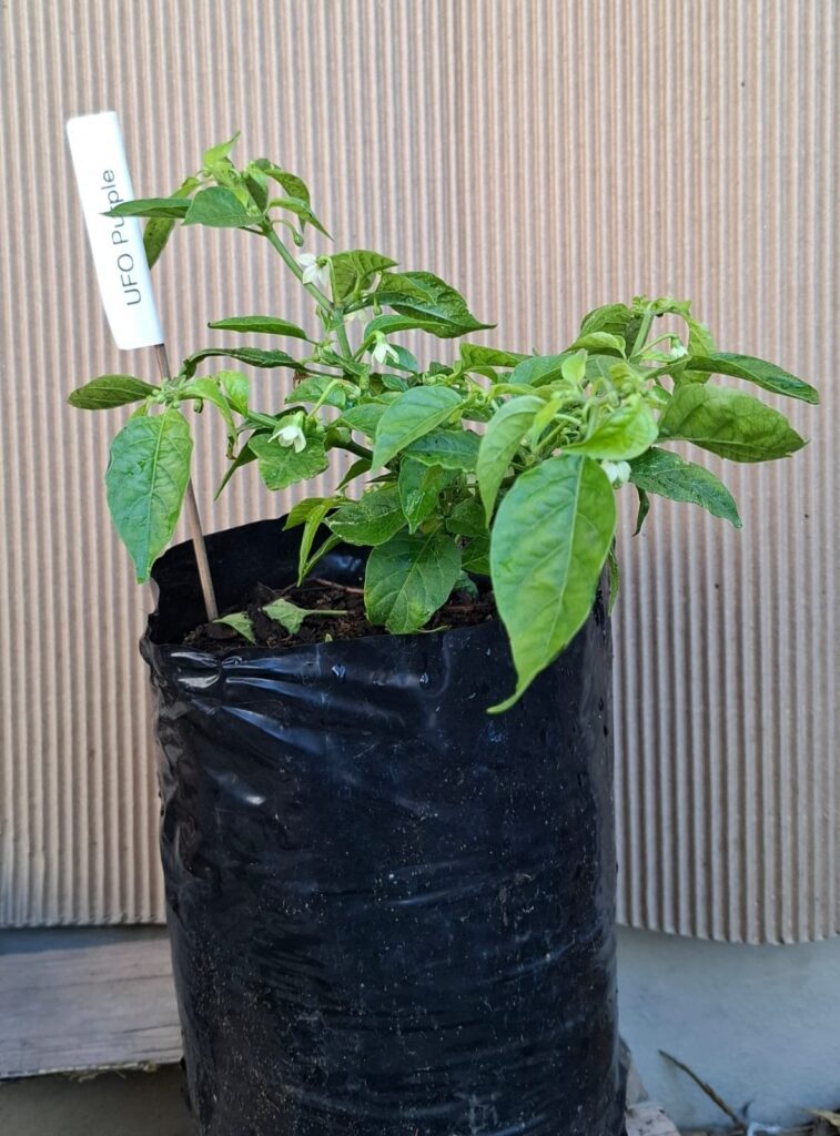 1000220243.jpg UFO Purple Chillie Plant