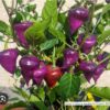 1000220253.jpg UFO Purple Chillie Plant