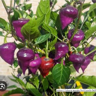 UFO Purple Chillie Plant