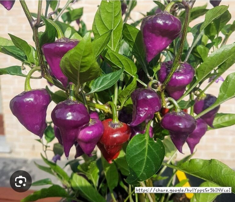 1000220253.jpg UFO Purple Chillie Plant
