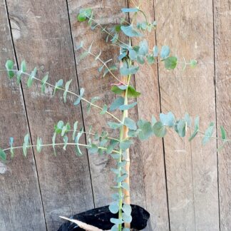 Eucalyptus 'Silver Dollar Tree'