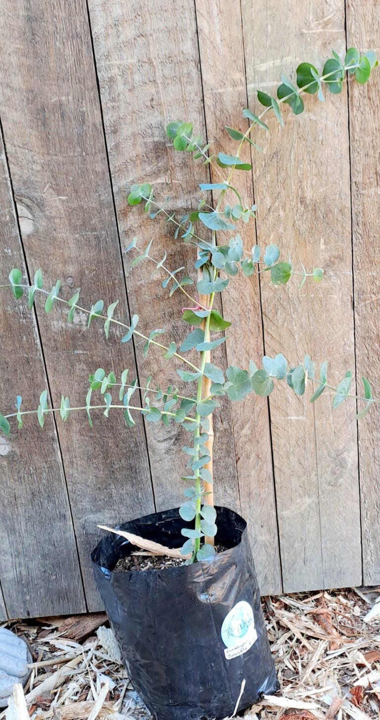 Eucalyptus 'Silver Dollar Tree'