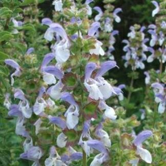 SALVIA AFRICANA X ALBICAULIS  - Pakhuis Pass 3L