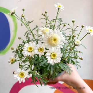 ARGYRANTHEMUM MADEIRA Maidera Daisy - Crested White 15cm