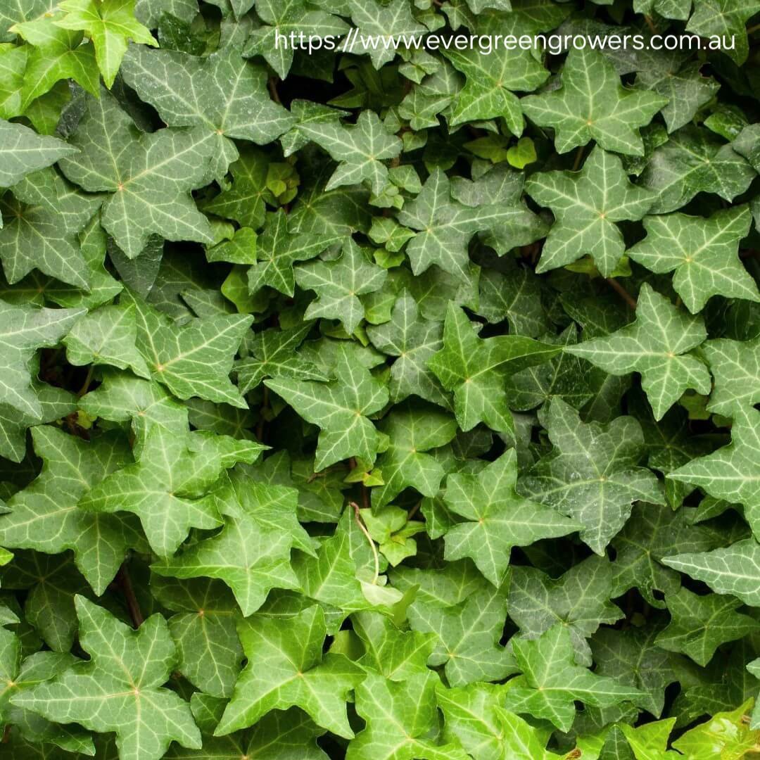 HEDERA HELIX English Ivy 2,5L - Image 2
