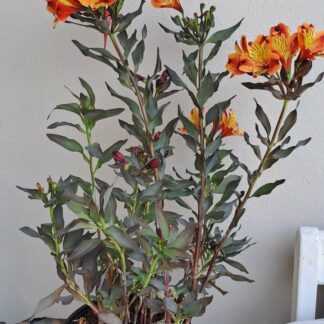 ALSTROEMERIA AUREA Inca Lily Garden - Indian Summer 4,5L