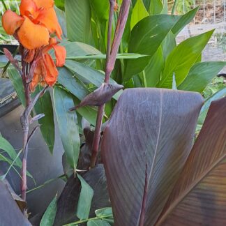 Canna lily 'Wyoming'