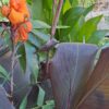 Canna lily 'Wyoming'