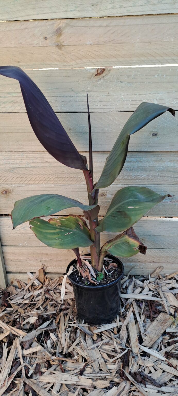 Canna lily 'Wyoming'