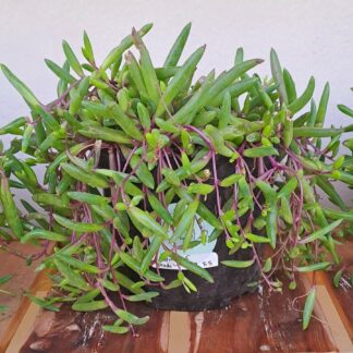 String of beads 'purple flush'