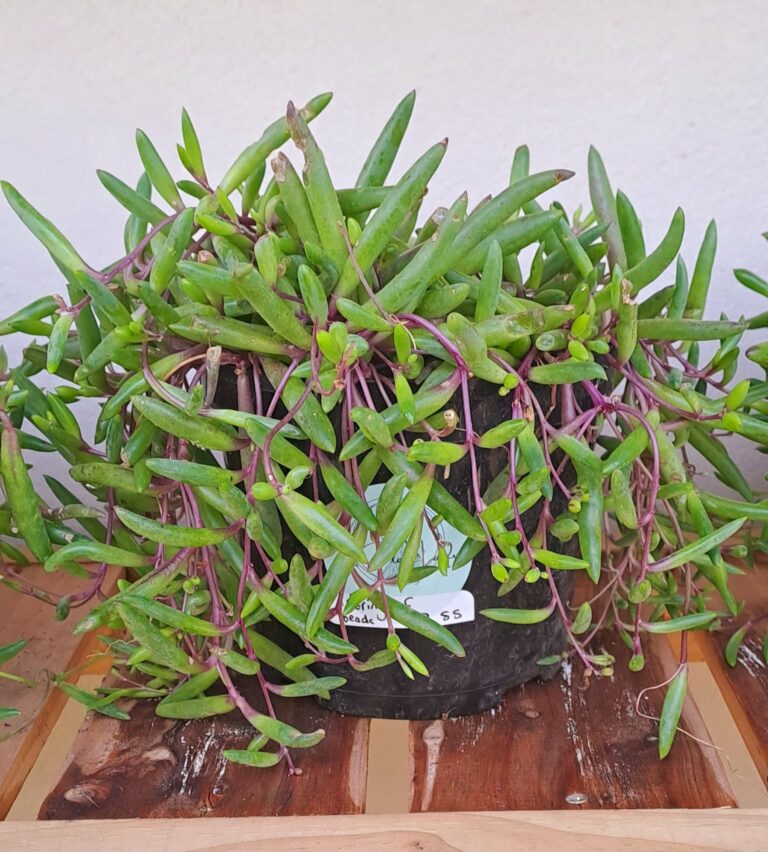 String of beads 'purple flush'