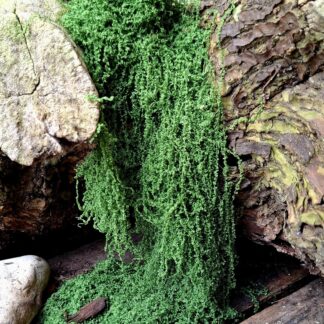 Artificial moss 10g