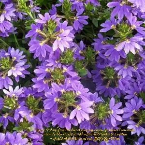 SCAEVOLA AEMULA Fairy Fan Flower - Bondi Blue 15cm