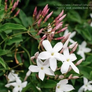 JASMINUM POLYANTHUM Pink Jasmine 21cm
