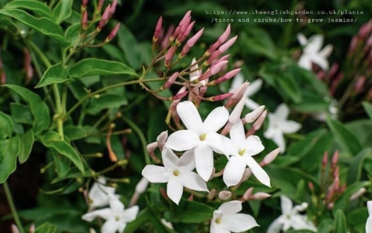 1000243517.jpg JASMINUM POLYANTHUM Jasmine