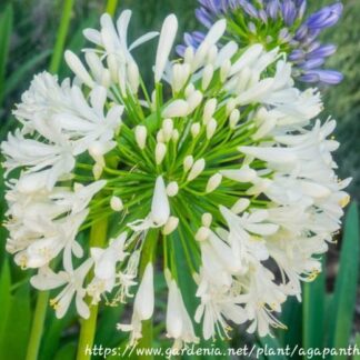 AGAPANTHUS PRAECOX African Lily - Albus White 3L