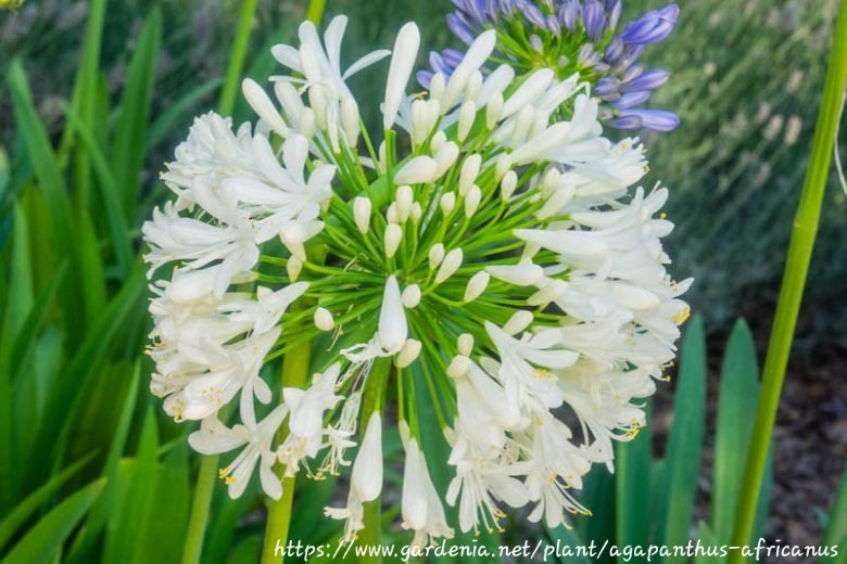 AGAPANTHUS PRAECOX African Lily - Albus White 3L