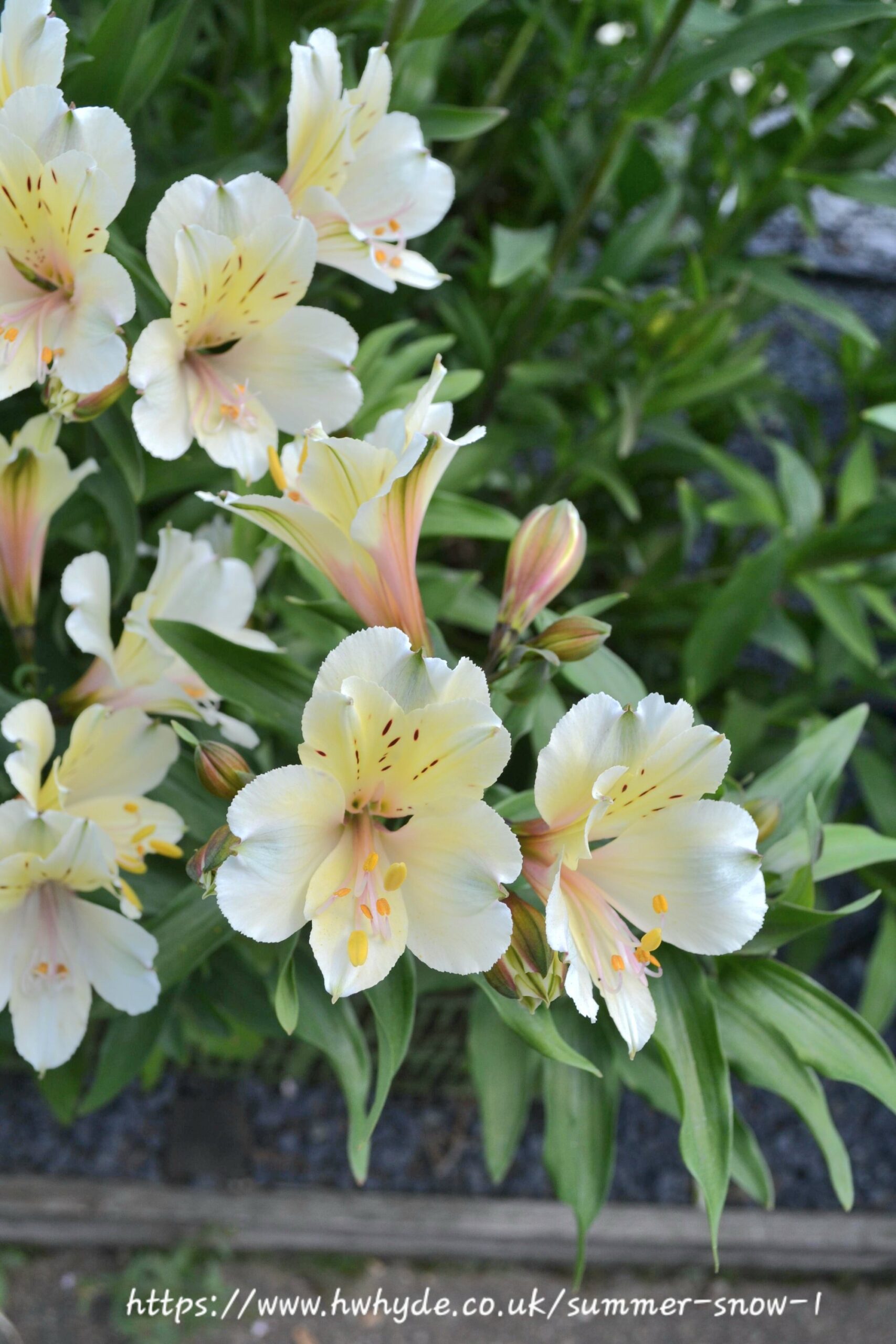 ALSTROEMERIA AUREA Inca Lily Garden - Summer Snow 4,5L