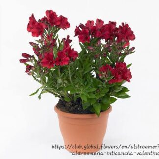 ALSTROEMERIA INTICANCHA Inca Lily Compact - Valentino 4,5L