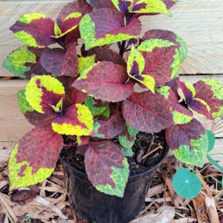 Coleus Pineapple Surprise