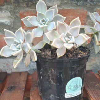 Sedum Weinbergii Succulent