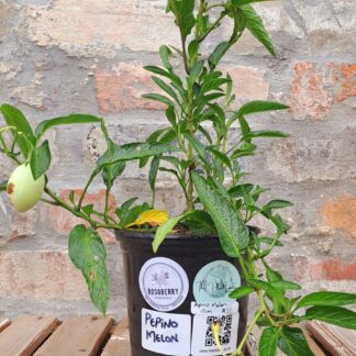 Pepino Melon 17cm