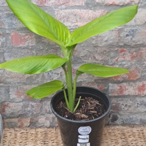 Tumeric 17cm