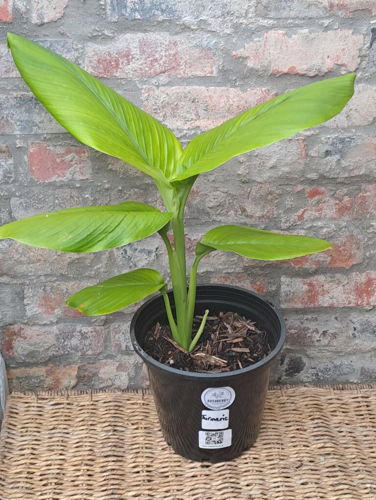 1000256184.jpg Tumeric 17cm