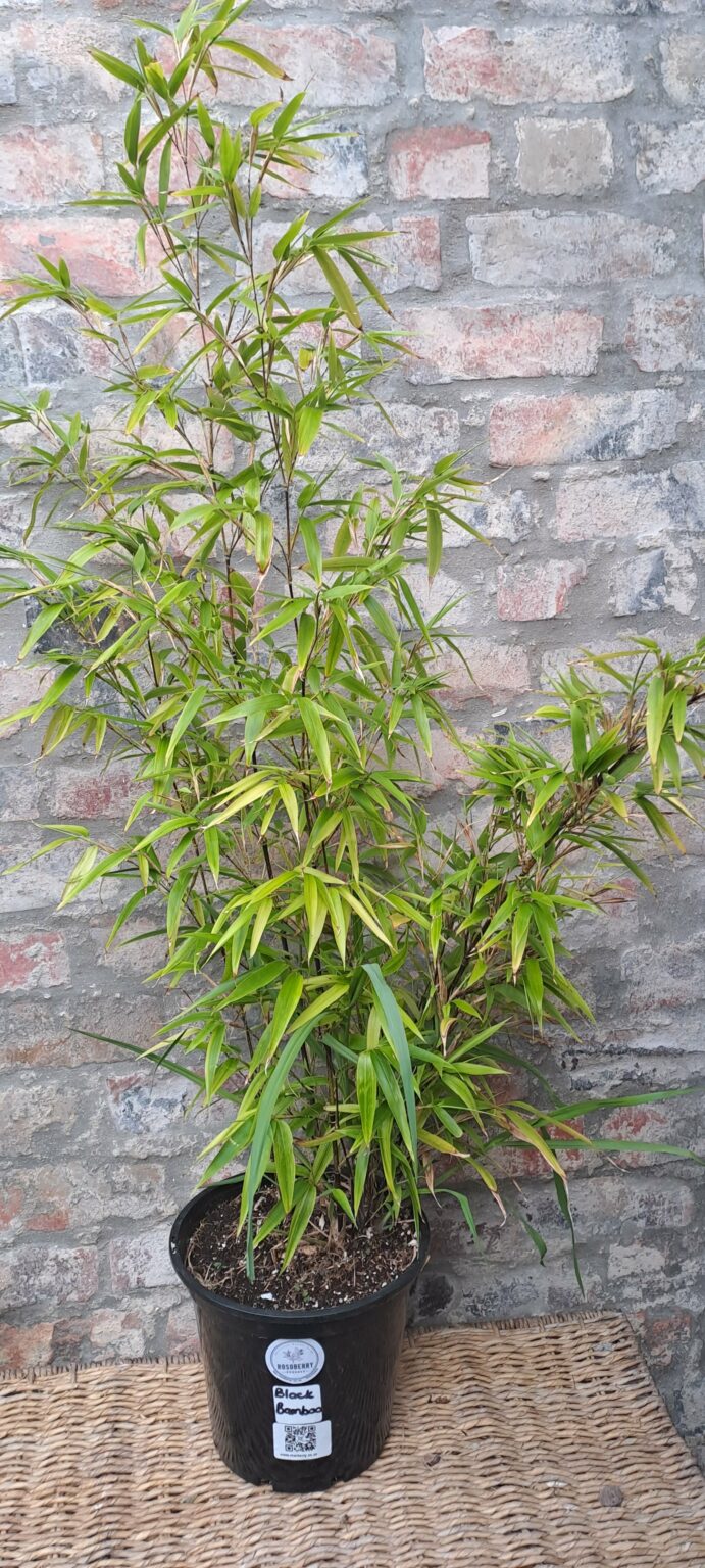 Black Bamboo 23cm