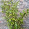 Black Bamboo 23cm