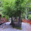 Black Bamboo 23cm