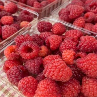 Red Raspberry 17cm (Heritage)