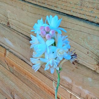 Polianthes Tuberose white