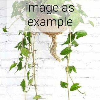 Arrowhead Vine (Syngonium Podophyllum)