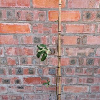 Apple Tree (Granny Smith)