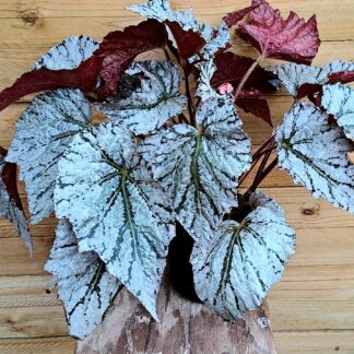 BEGONIA REX Painted-leaf Begonia - Silver Splash 17cm