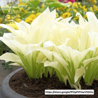Hosta white feather  - 14cm
