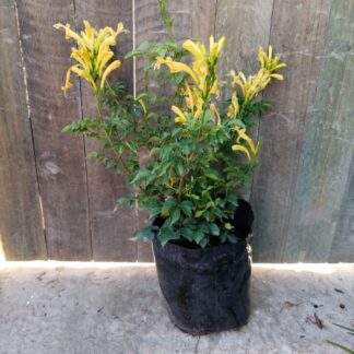 TECOMARIA CAPENSIS Cape Honeysuckle - Yellow 4,5L
