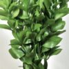 1000274727.jpg Ruscus Hypoglossum (Butcher's Broom)